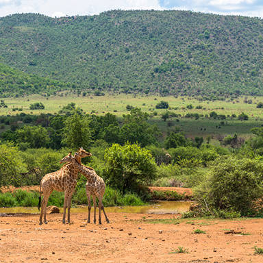 pilanesberg3.jpg